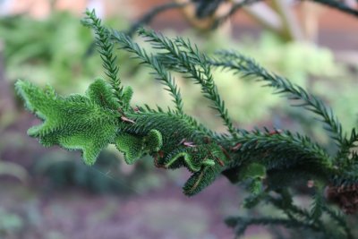 Cryptomeria japonica 'Crista' - kryptomérie japonská - větvička
